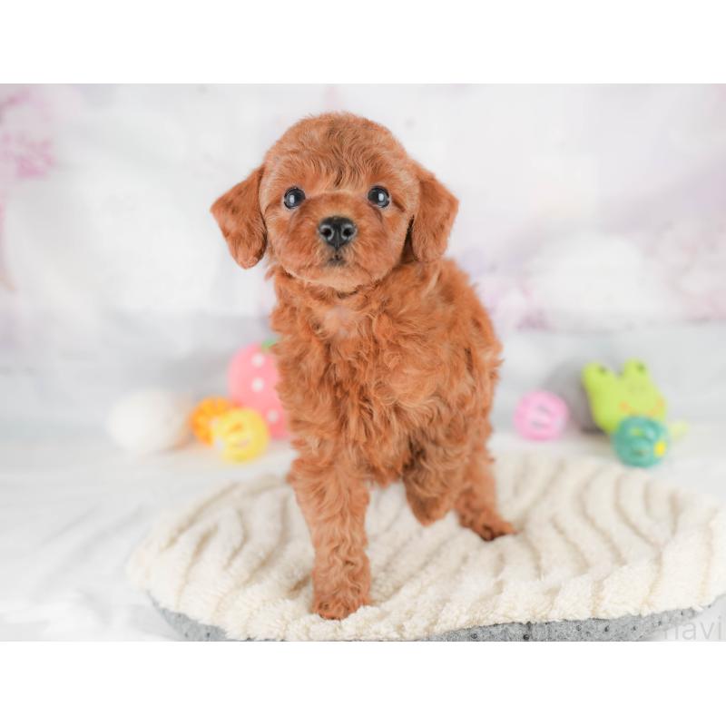 販売中の埼玉県のトイプードル-425649の7枚目