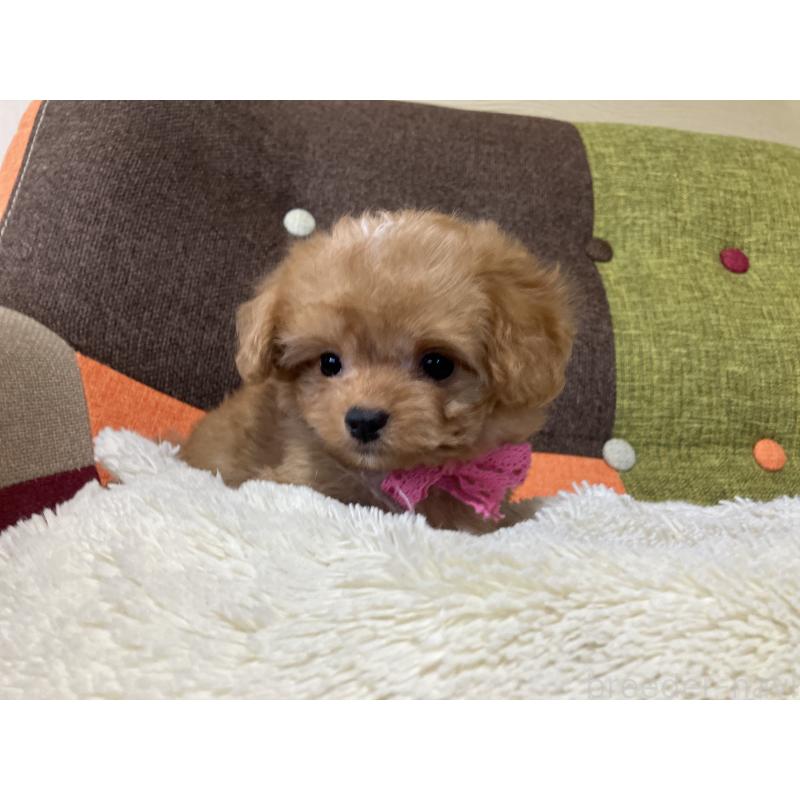 販売中の福岡県のマルプー:マルチーズ×トイプードル-425536の4枚目