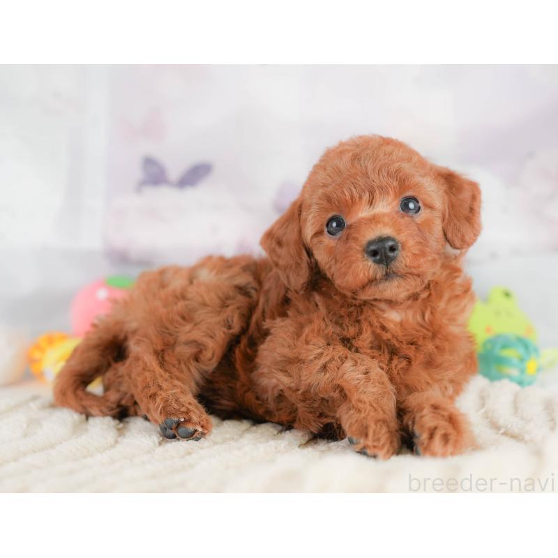 販売中の埼玉県のトイプードル-425649の6枚目