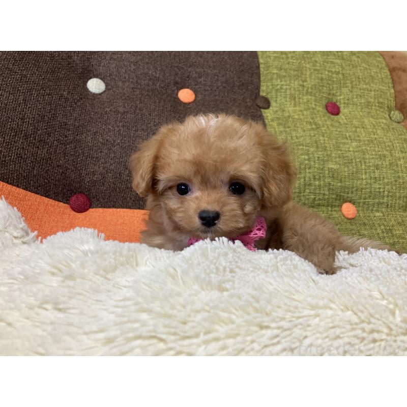 販売中の福岡県のマルプー:マルチーズ×トイプードル-425536の3枚目