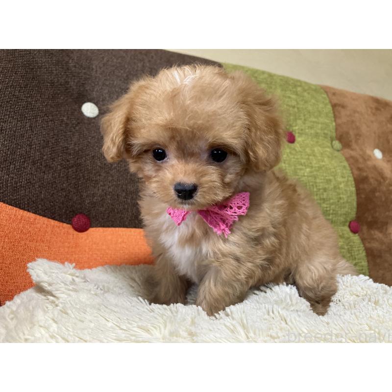 販売中の福岡県のマルプー:マルチーズ×トイプードル-425536の2枚目