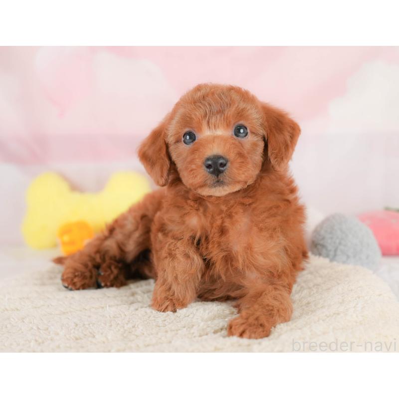 販売中の埼玉県のトイプードル-425640の12枚目