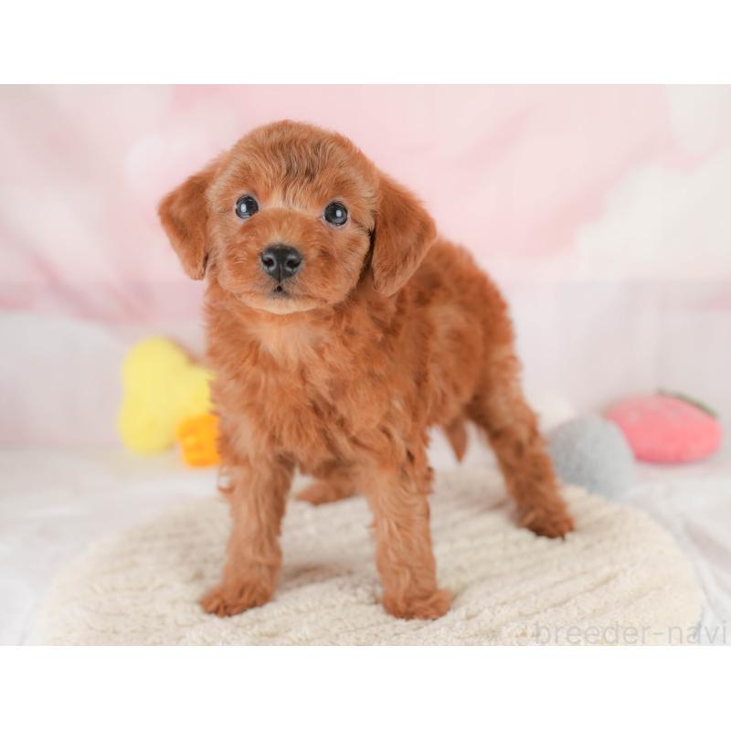 販売中の埼玉県のトイプードル-425640の11枚目