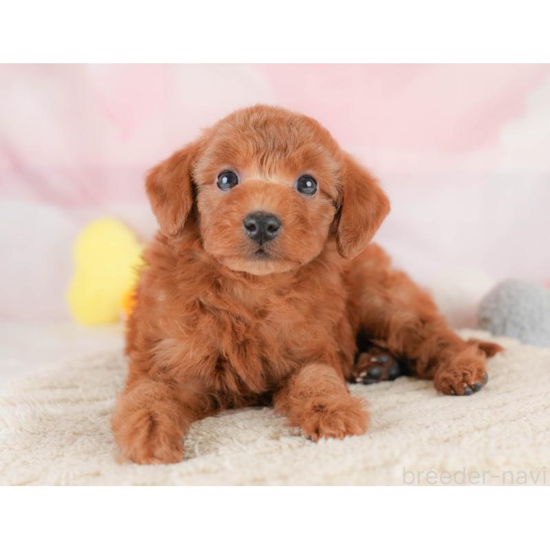 販売中の埼玉県のトイプードル-425640の10枚目