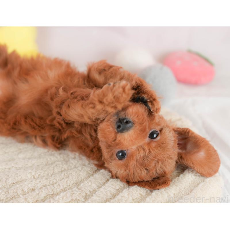 販売中の埼玉県のトイプードル-425640の8枚目