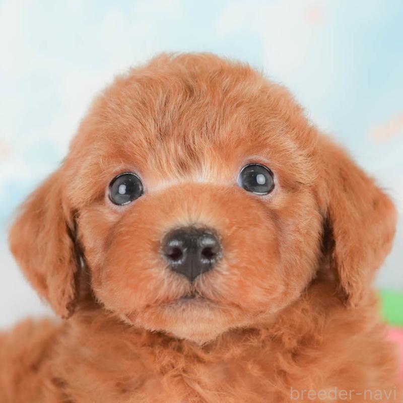 販売中の埼玉県のトイプードル-425630の1枚目