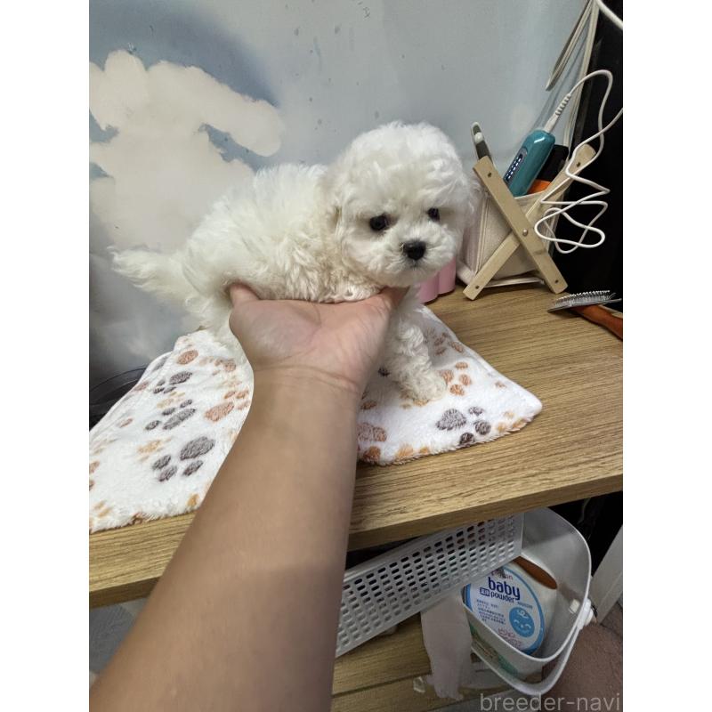 販売中の愛知県のビションフリーゼ-425754の6枚目