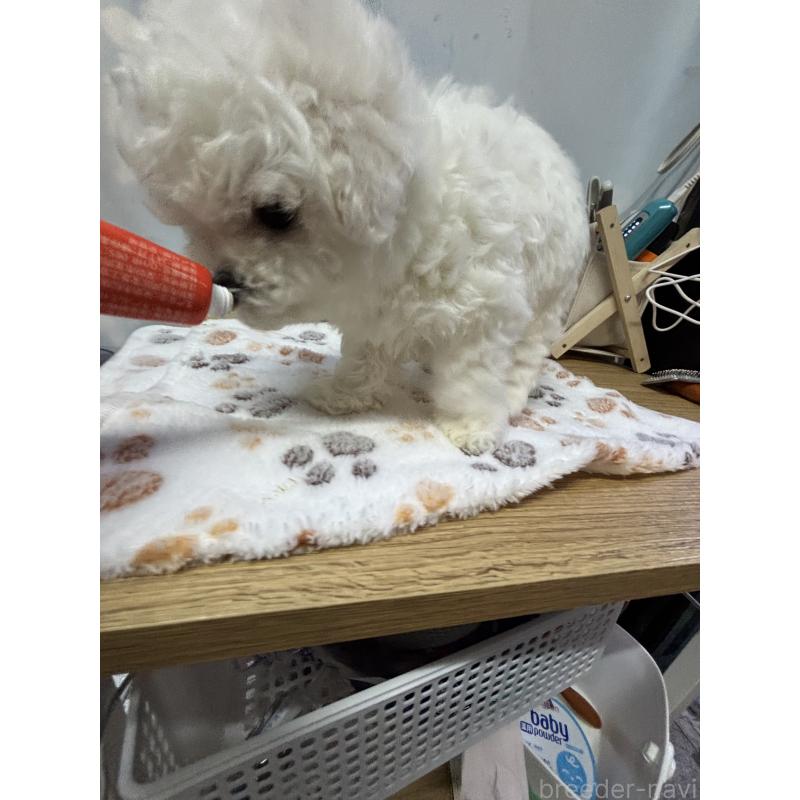 販売中の愛知県のビションフリーゼ-425754の5枚目