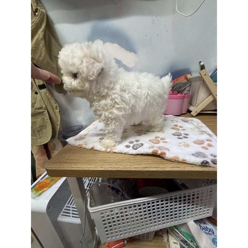 販売中の愛知県のビションフリーゼ-425754の4枚目