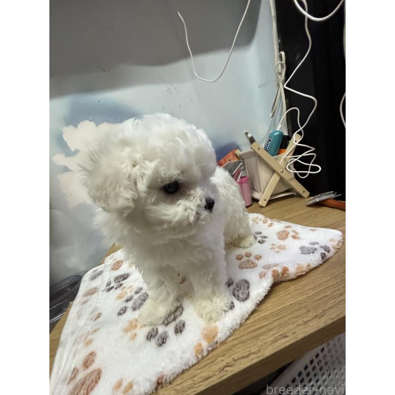 販売中の愛知県のビションフリーゼ-425754の3枚目