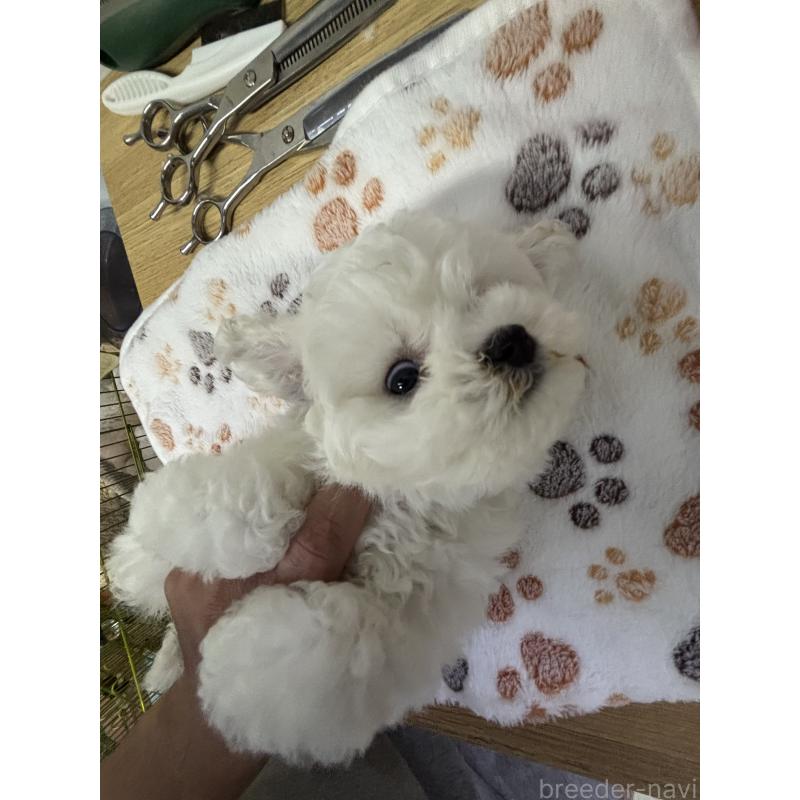 販売中の愛知県のビションフリーゼ-425754の2枚目