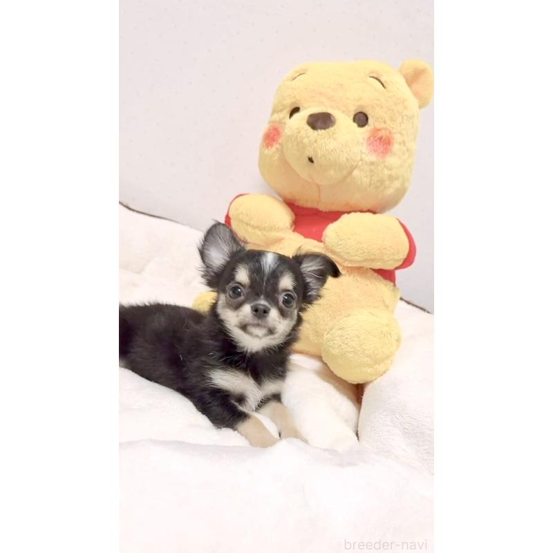 成約済の愛媛県のチワワ(ロングコート)-415566の4枚目