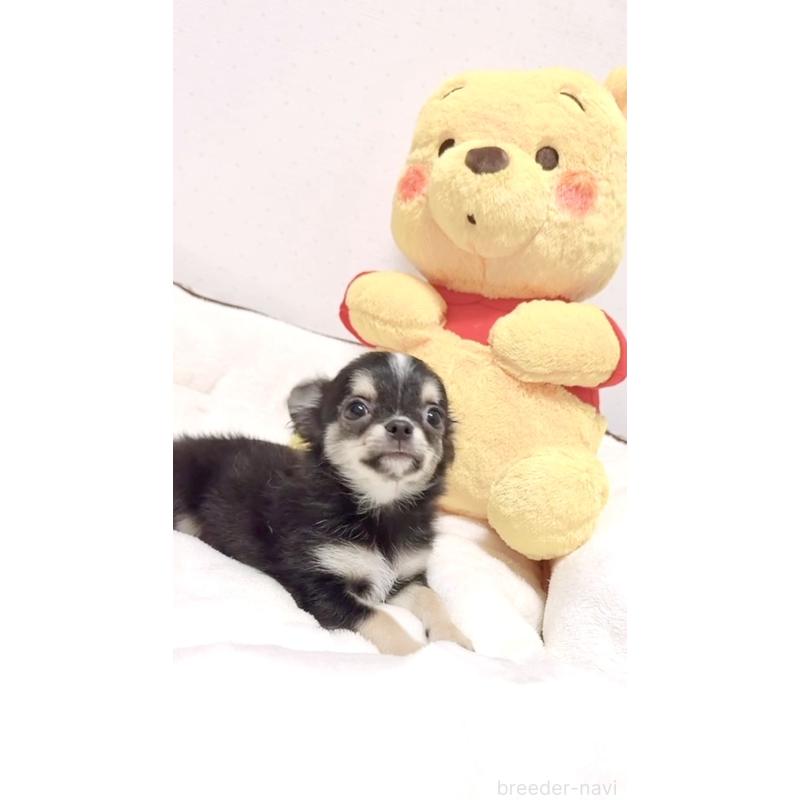 成約済の愛媛県のチワワ(ロングコート)-415566の3枚目