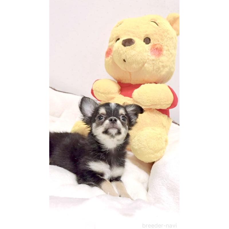 成約済の愛媛県のチワワ(ロングコート)-415566の2枚目