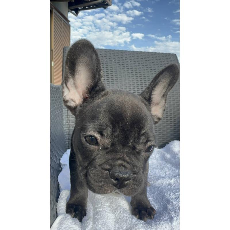 成約済の愛媛県のフレンチブルドッグ-421455の21枚目