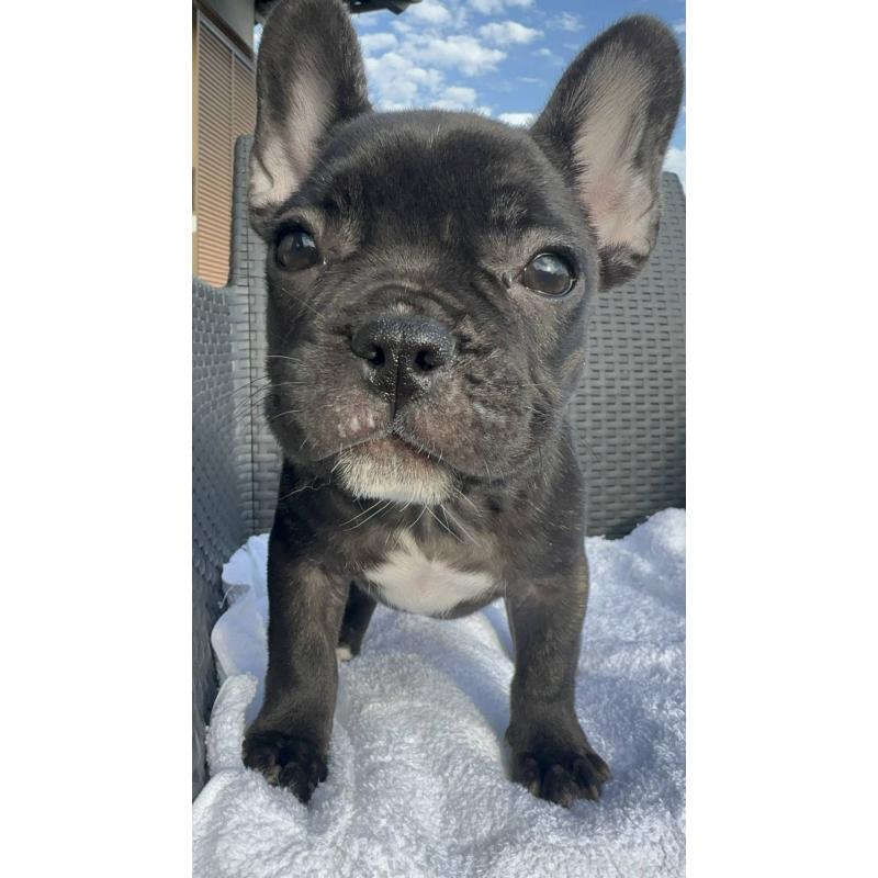 成約済の愛媛県のフレンチブルドッグ-421455の20枚目