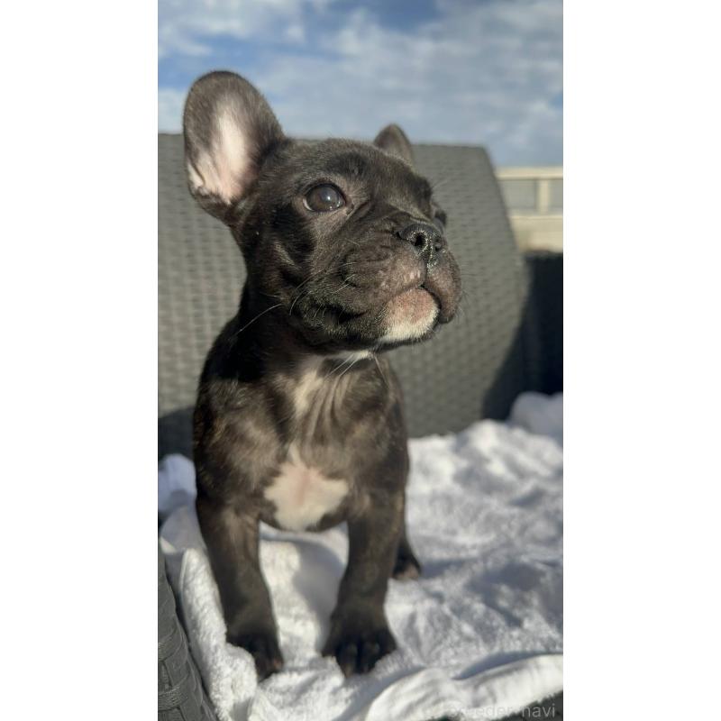 成約済の愛媛県のフレンチブルドッグ-421455の19枚目