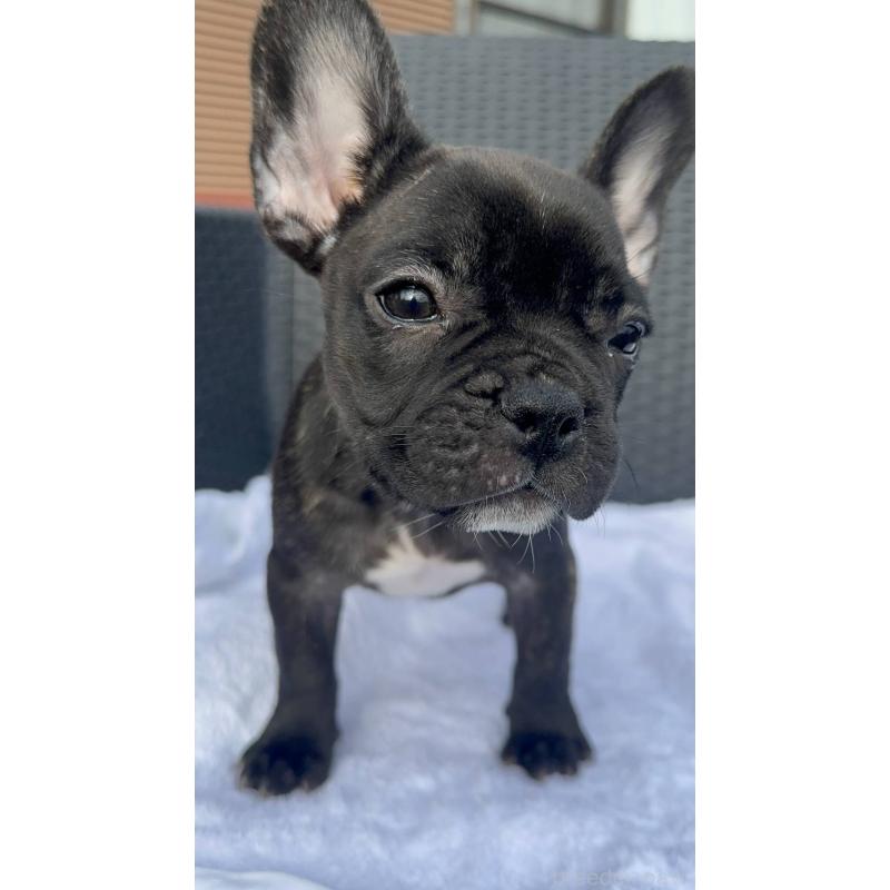 成約済の愛媛県のフレンチブルドッグ-421455の18枚目