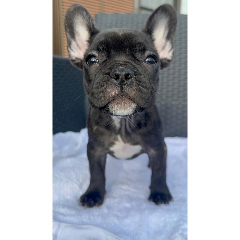 成約済の愛媛県のフレンチブルドッグ-421455の17枚目