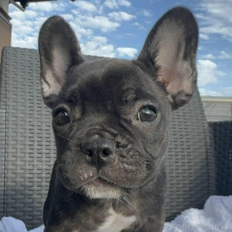 成約済の愛媛県のフレンチブルドッグ-421455の16枚目