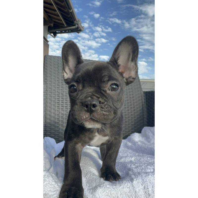 成約済の愛媛県のフレンチブルドッグ-421455の15枚目