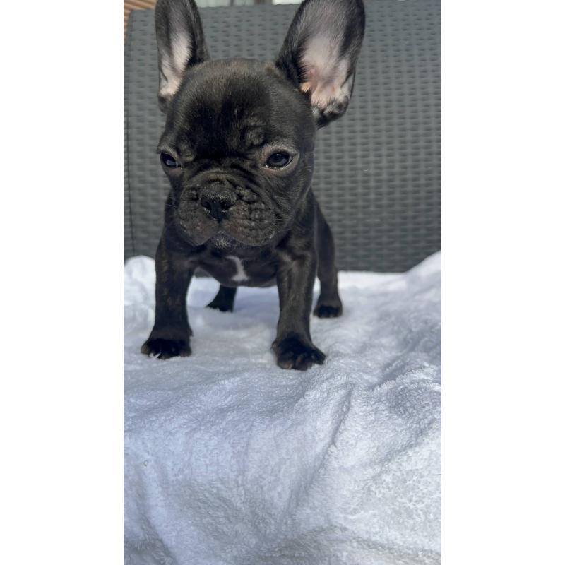 成約済の愛媛県のフレンチブルドッグ-421451の13枚目