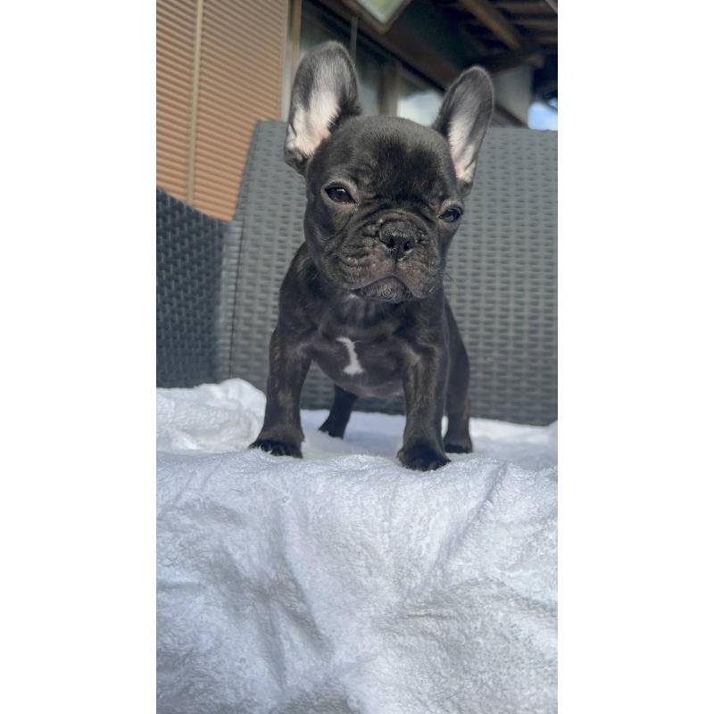 成約済の愛媛県のフレンチブルドッグ-421451の12枚目