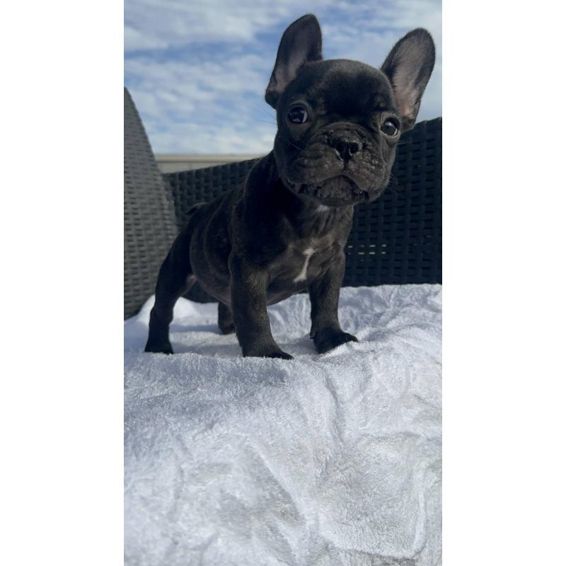成約済の愛媛県のフレンチブルドッグ-421451の11枚目