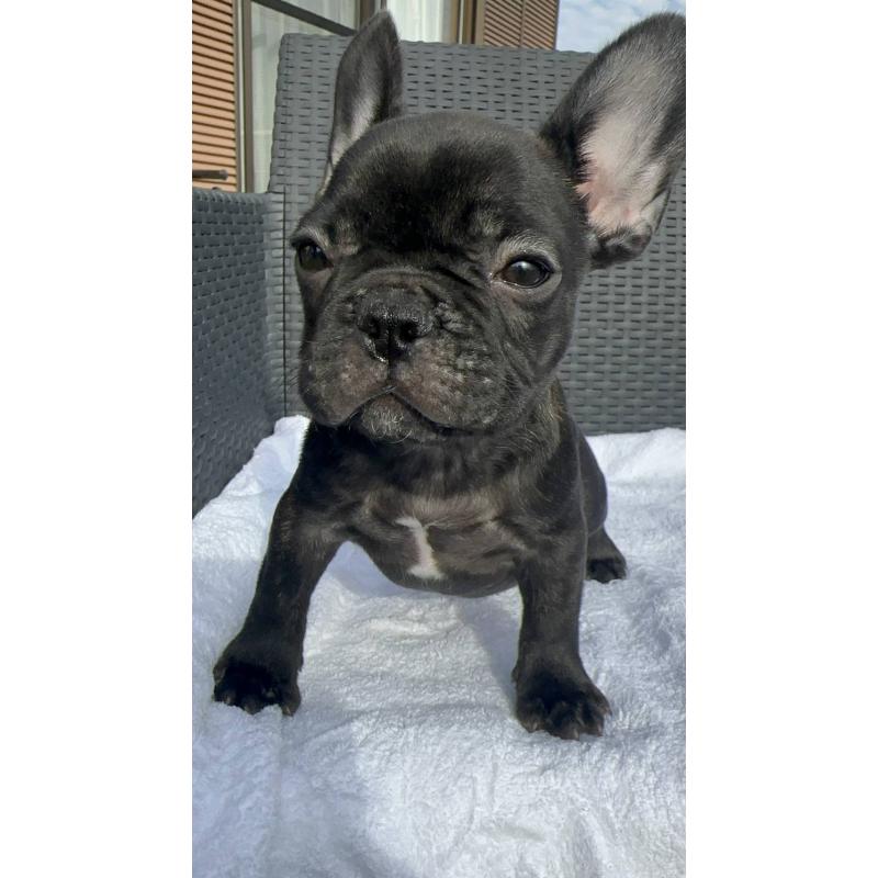 成約済の愛媛県のフレンチブルドッグ-421451の10枚目