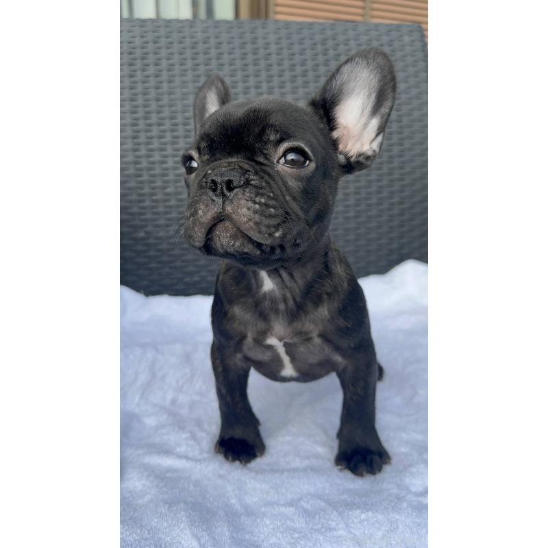 成約済の愛媛県のフレンチブルドッグ-421451の9枚目