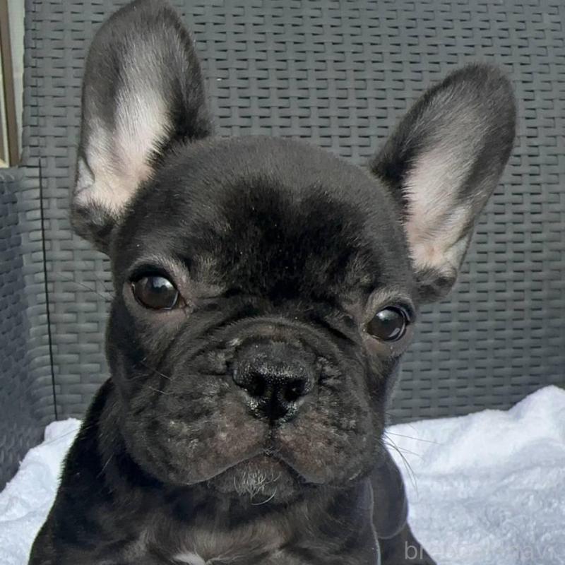 販売中の愛媛県のフレンチブルドッグ-421451