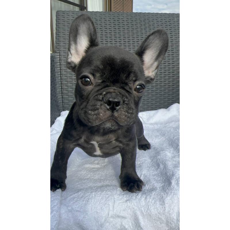 成約済の愛媛県のフレンチブルドッグ-421451の7枚目