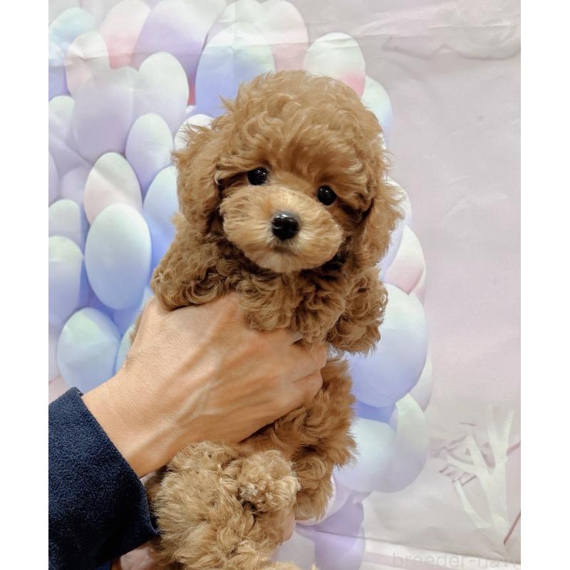 販売中の岐阜県のティーカッププードル-425774の7枚目