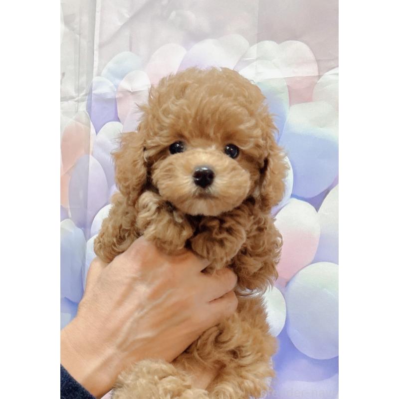 販売中の岐阜県のティーカッププードル-425774の6枚目