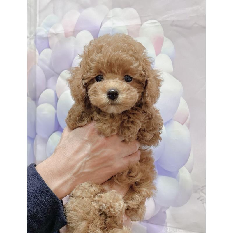 販売中の岐阜県のティーカッププードル-425774の5枚目