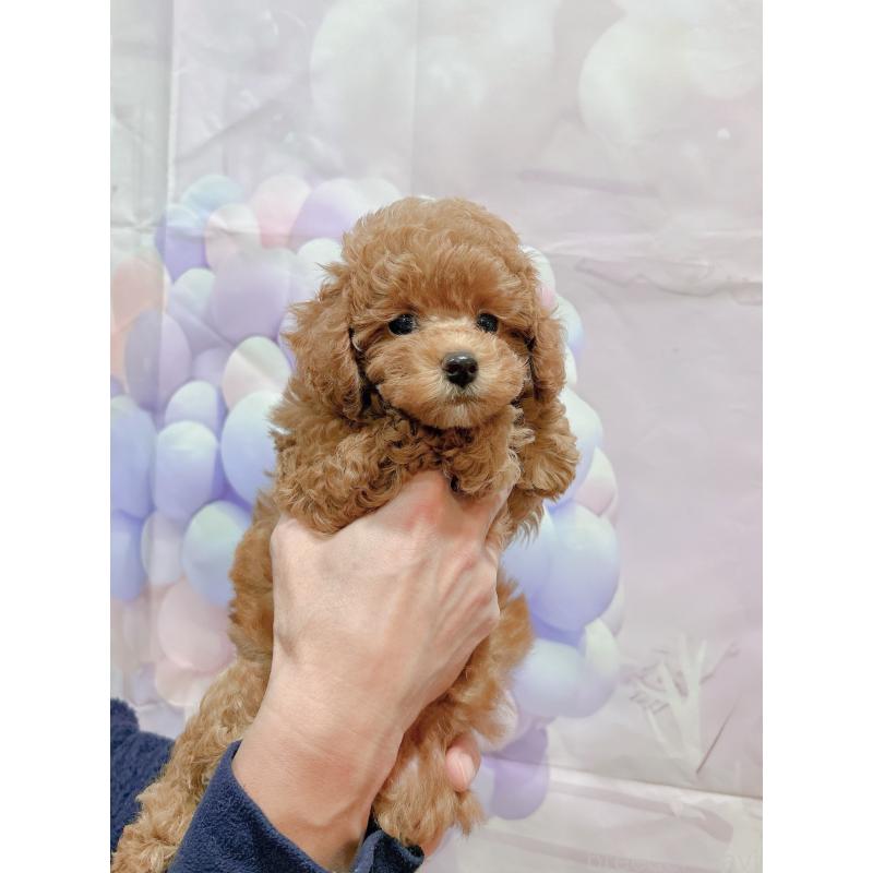 販売中の岐阜県のティーカッププードル-425774の4枚目