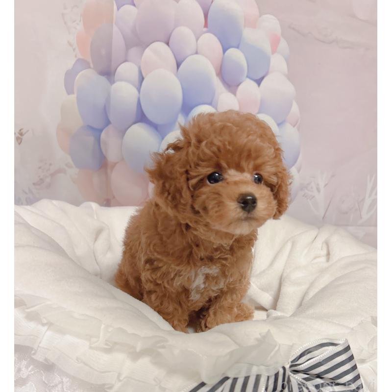 販売中の岐阜県のティーカッププードル-425774の3枚目