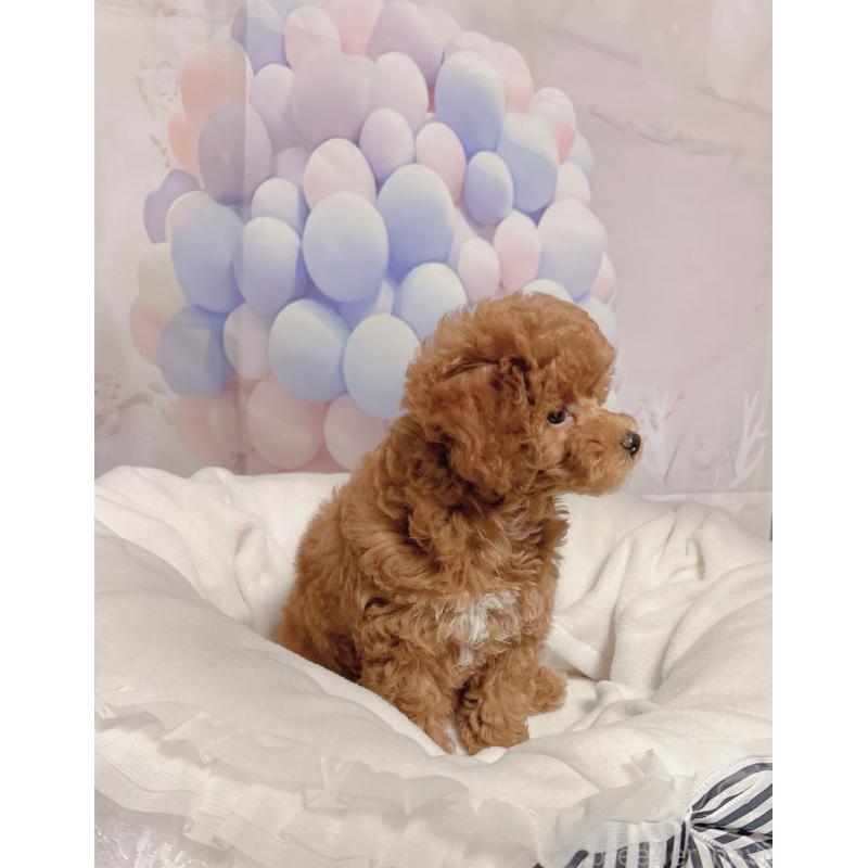 販売中の岐阜県のティーカッププードル-425774の2枚目