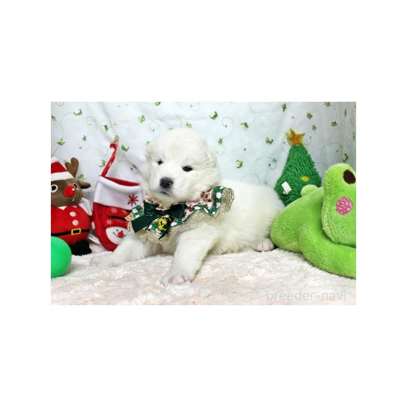 商談中の栃木県のサモエド-425773の5枚目