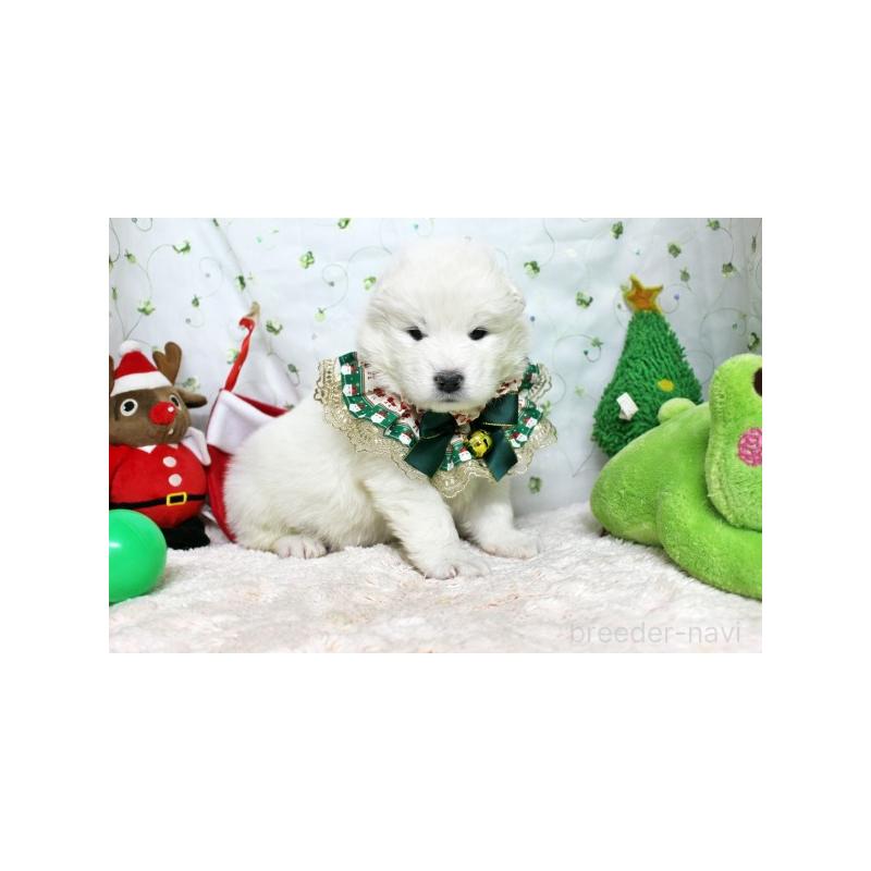 商談中の栃木県のサモエド-425773の4枚目