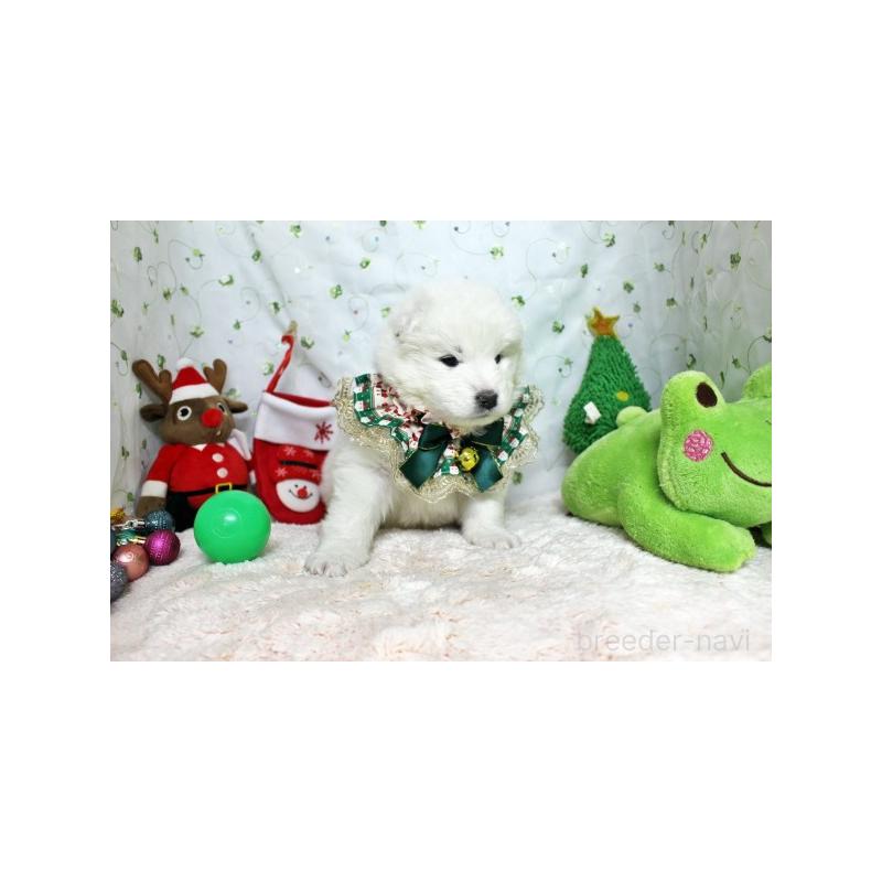 商談中の栃木県のサモエド-425773の3枚目