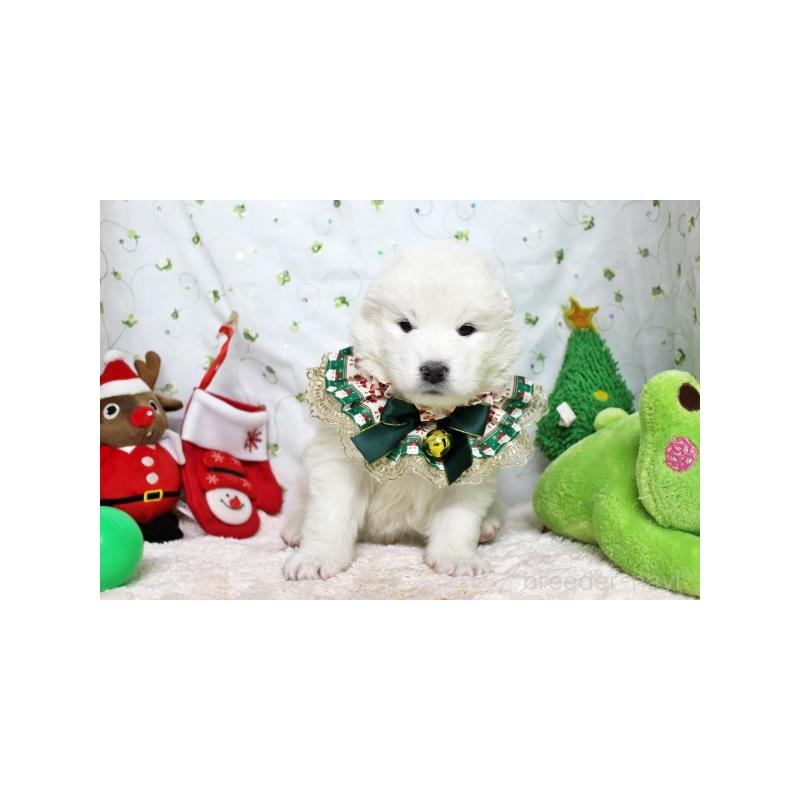 商談中の栃木県のサモエド-425773