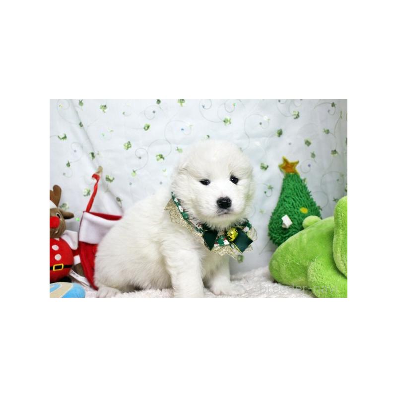 販売中の栃木県のサモエド-425775の4枚目