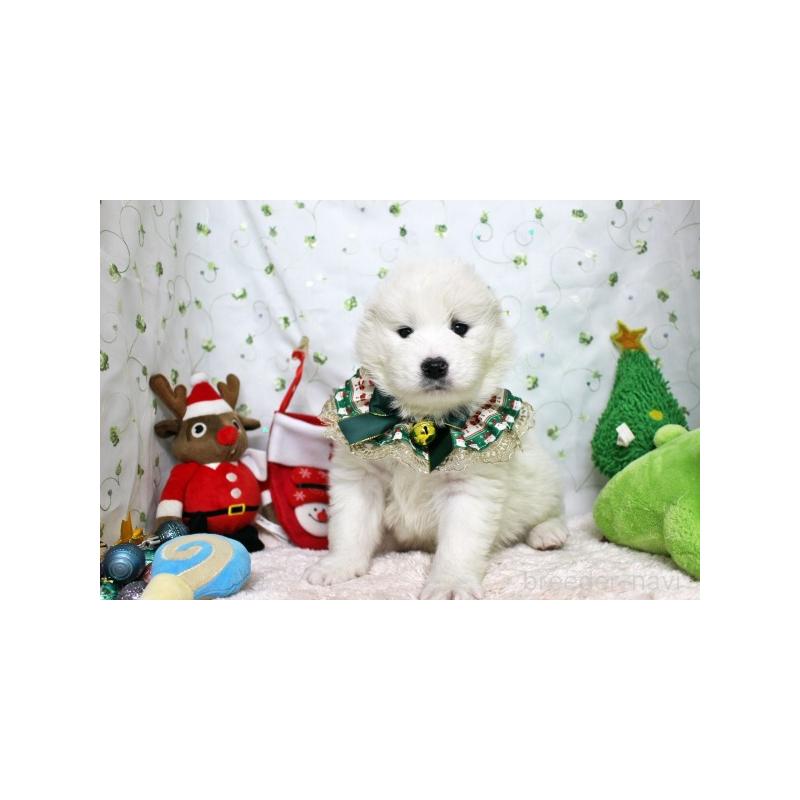 販売中の栃木県のサモエド-425775の3枚目