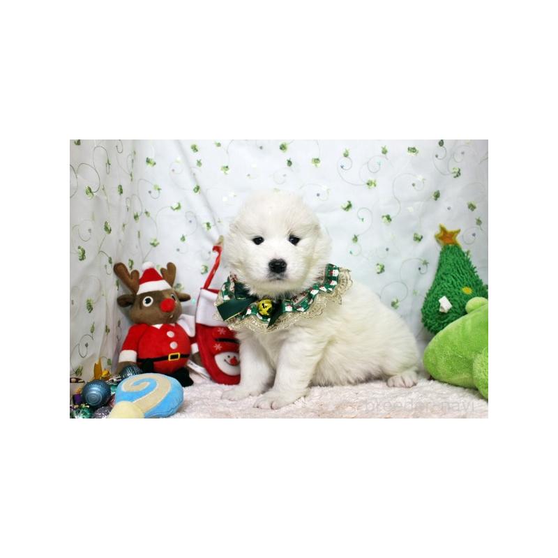 販売中の栃木県のサモエド-425775の2枚目