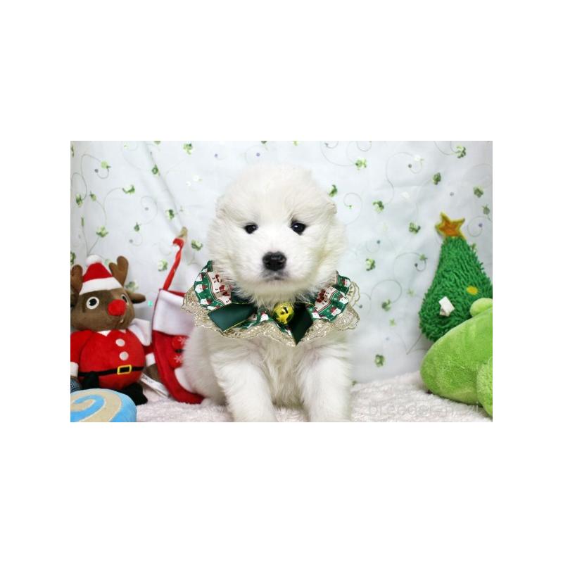 販売中の栃木県のサモエド-425775の1枚目