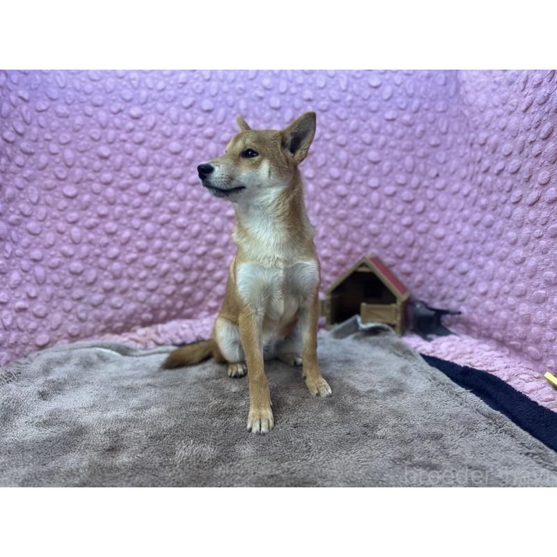 販売中の茨城県の柴犬-425776の10枚目