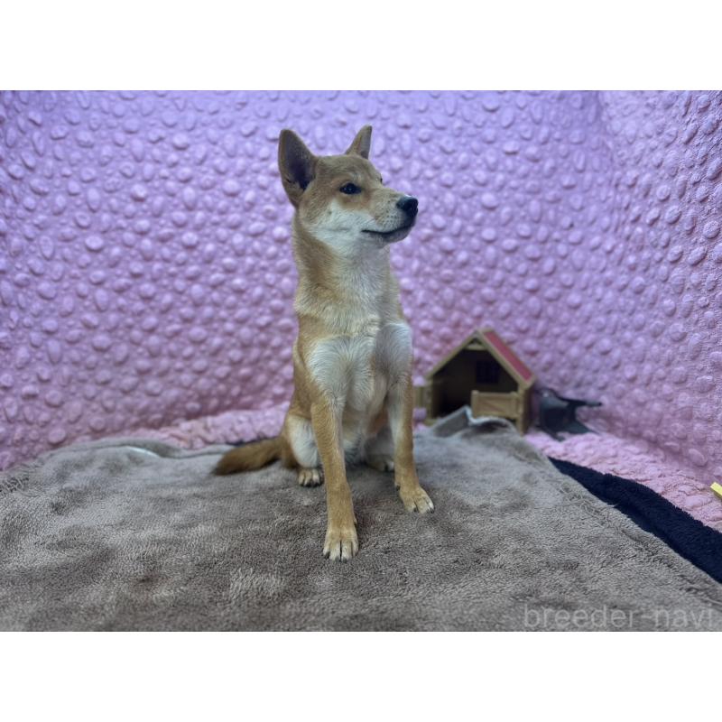 販売中の茨城県の柴犬-425776の9枚目