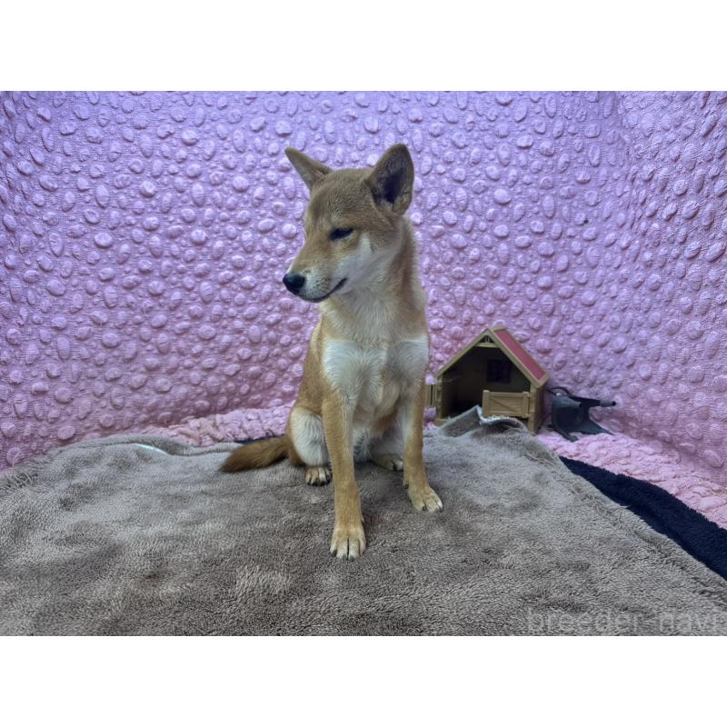 販売中の茨城県の柴犬-425776の8枚目