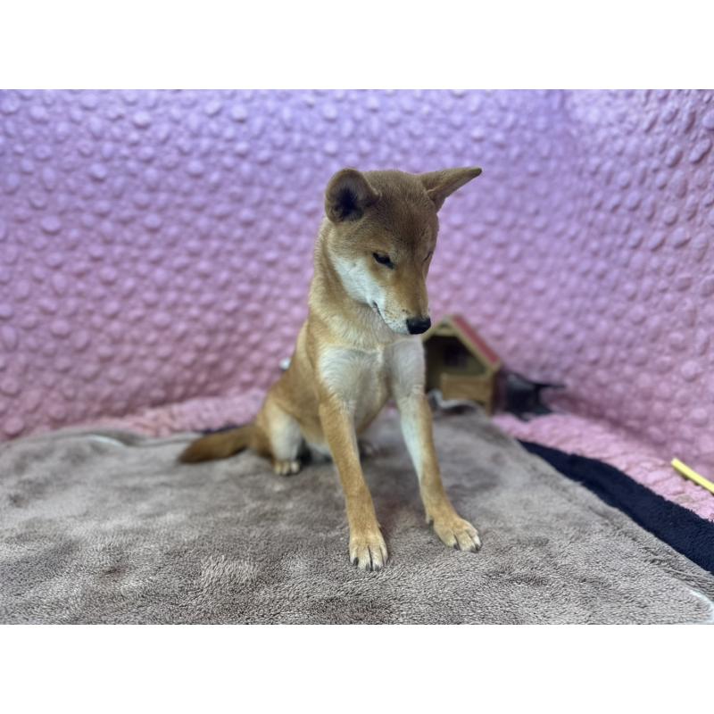 販売中の茨城県の柴犬-425776の7枚目